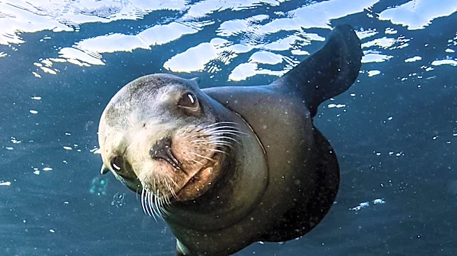 U.S. House Committee Advances Bill to Expand Culling of Salmon-Eating Seals and Sea Lions