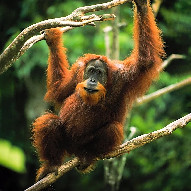 Conservationists Race to Rescue Orangutans from Fires in Indonesian Oil Palm Concession