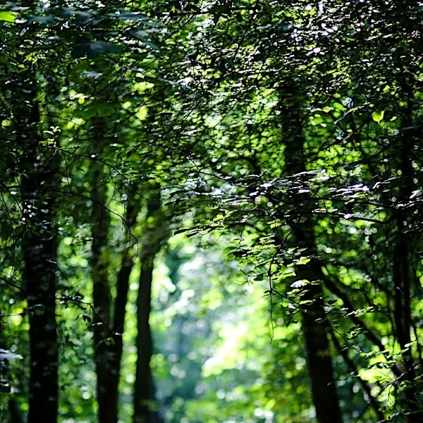 Slippery Rock University Honors College Opens New Ecotherapy Trail with Forest Bathing Focus