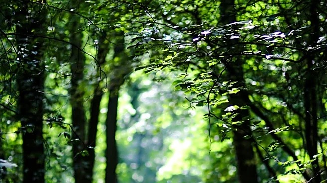 Slippery Rock University Honors College Opens New Ecotherapy Trail with Forest Bathing Focus