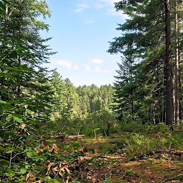 F-16 Fighter Jet Crashes in Northern Michigan, Pilot Stable