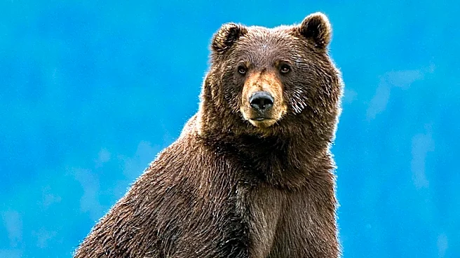 Grizzly Bear Euthanized Near Augusta, Montana, Following Livestock Depredation and Hunter Attack
