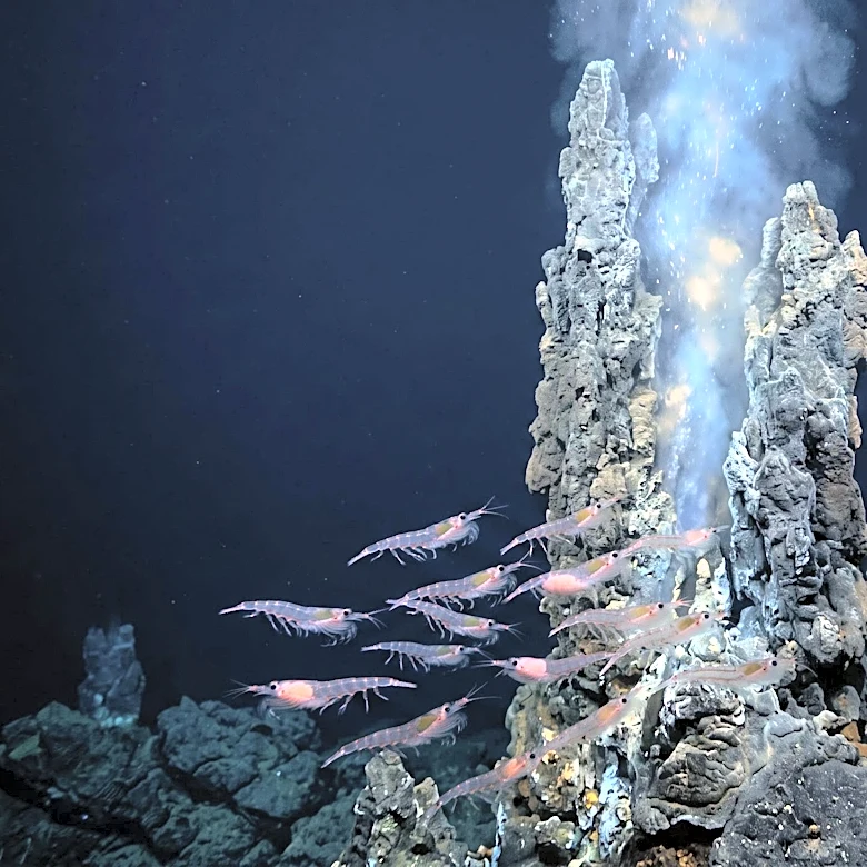Scientists Discover Pregnant Antarctic Krill Near Deep-Sea Hydrothermal Vents, Revealing Potential New Habitat