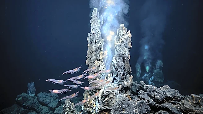 Scientists Discover Pregnant Antarctic Krill Near Deep-Sea Hydrothermal Vents, Revealing Potential New Habitat