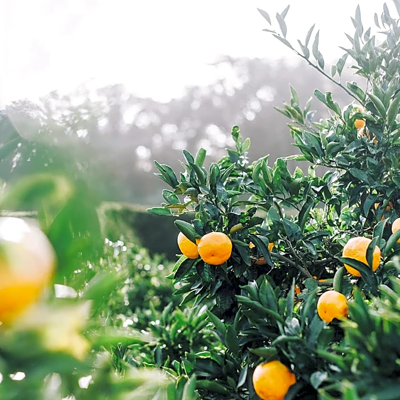 Florida Citrus Industry Adopts Gene-Edited Trees to Combat Lethal Greening Disease