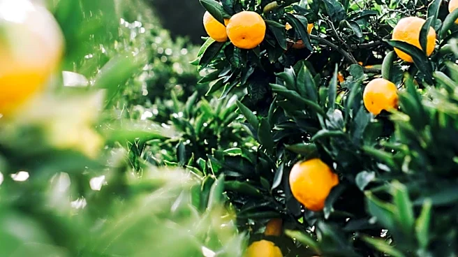 Florida Citrus Industry Adopts Gene-Edited Trees to Combat Lethal Greening Disease