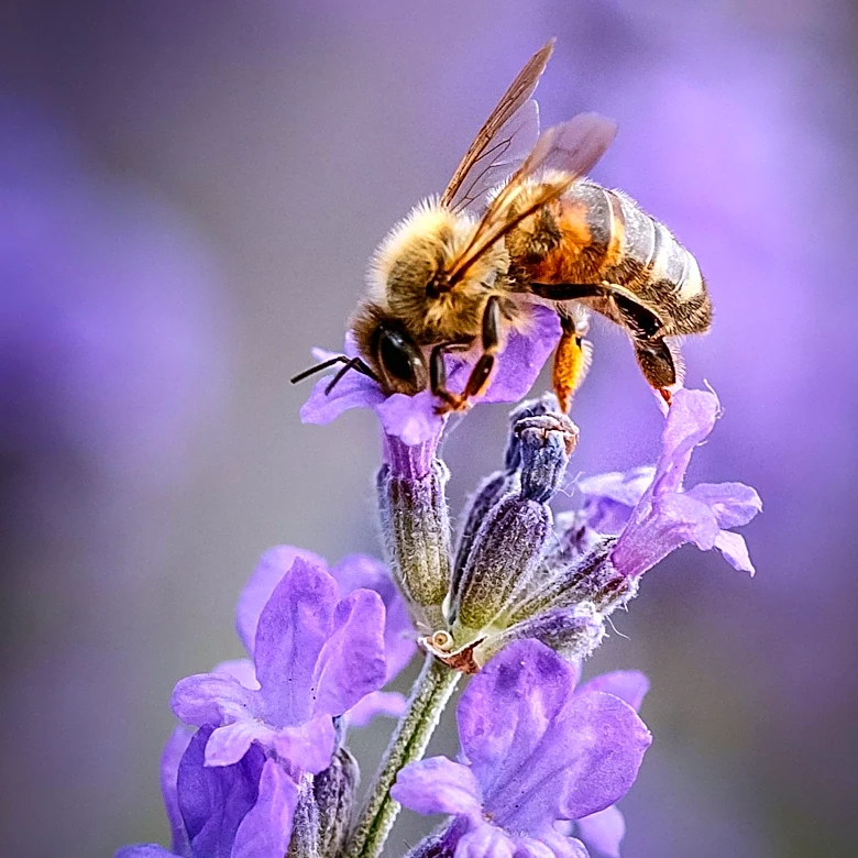 Weyerhaeuser Timberlands Provide Critical Summer Habitat for Oregon Honeybees, Boosting Beekeeping Operations