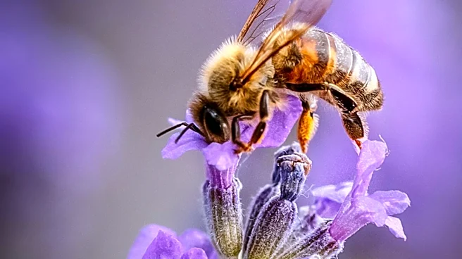 Weyerhaeuser Timberlands Provide Critical Summer Habitat for Oregon Honeybees, Boosting Beekeeping Operations