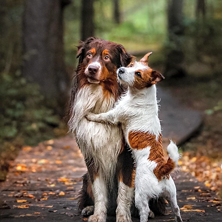 Dover Man Charged with Animal Cruelty After Abandoning Two Dogs in Woods
