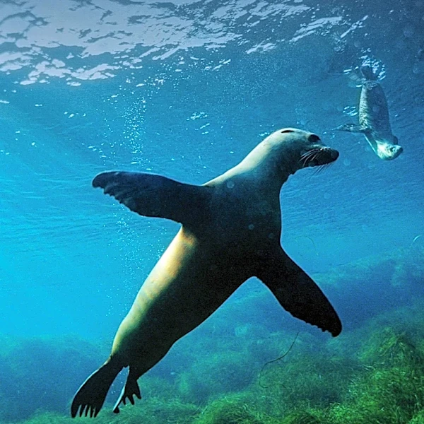Swimmers in San Francisco Bay Encounter Aggressive Sea Lion, Raising Concerns About Marine Mammal Health