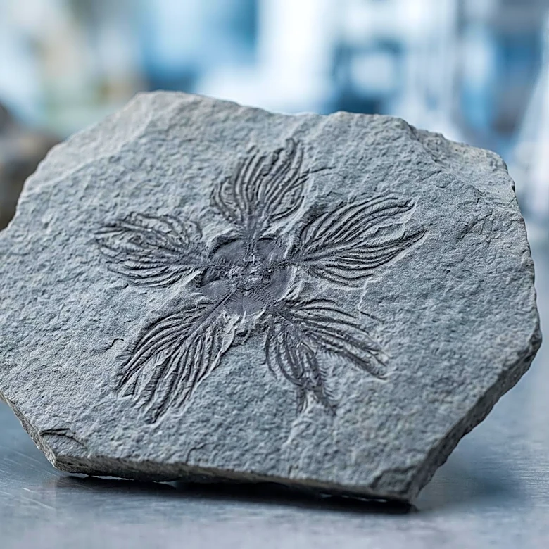 Discovery of Yujingia glutenotunica Fossil in China Rewrites Starfish Evolutionary History