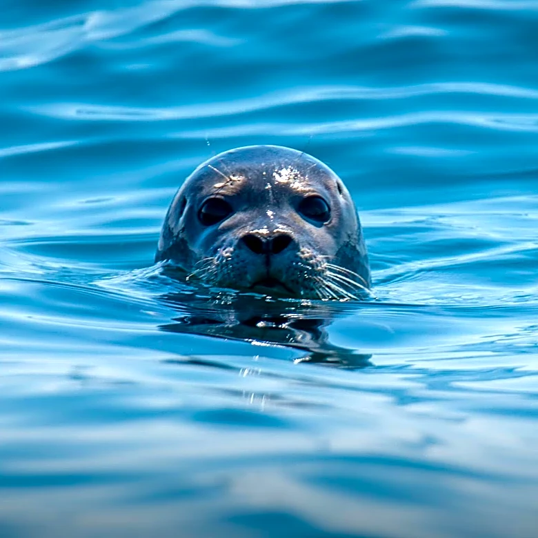 AI-Based Facial Recognition Advances Harbor Seal Social Network Research