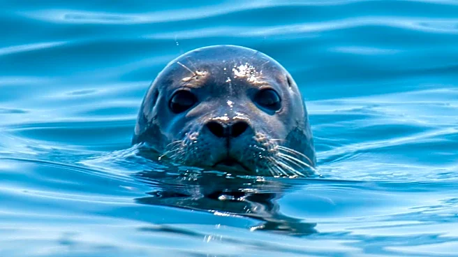 AI-Based Facial Recognition Advances Harbor Seal Social Network Research