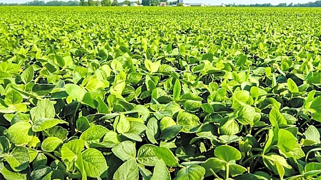 Scientists Develop Deeper-Rooted Soybeans to Enhance Carbon Storage and Climate Resilience