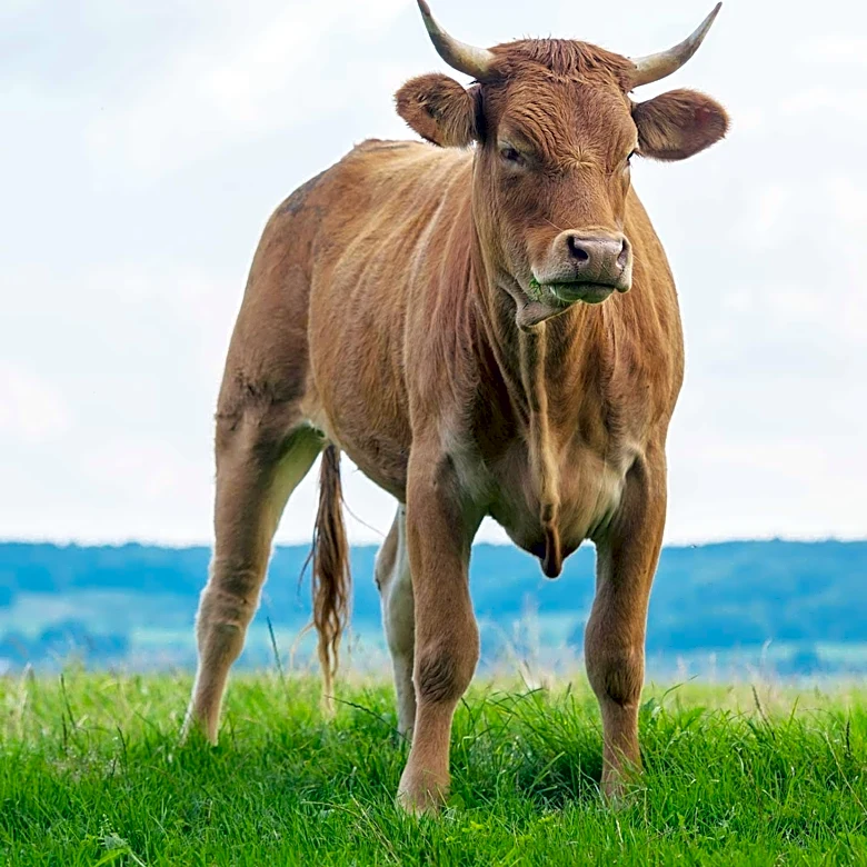 Rabies Confirmed in Brown County Cow, Nine People Advised for Post-Exposure Prophylaxis