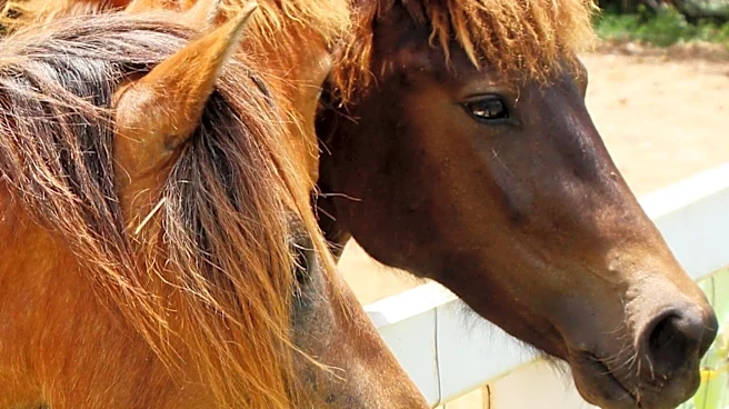 New Jersey Family-Owned Ranch Offers Second Chance for Horses Saved from Slaughter