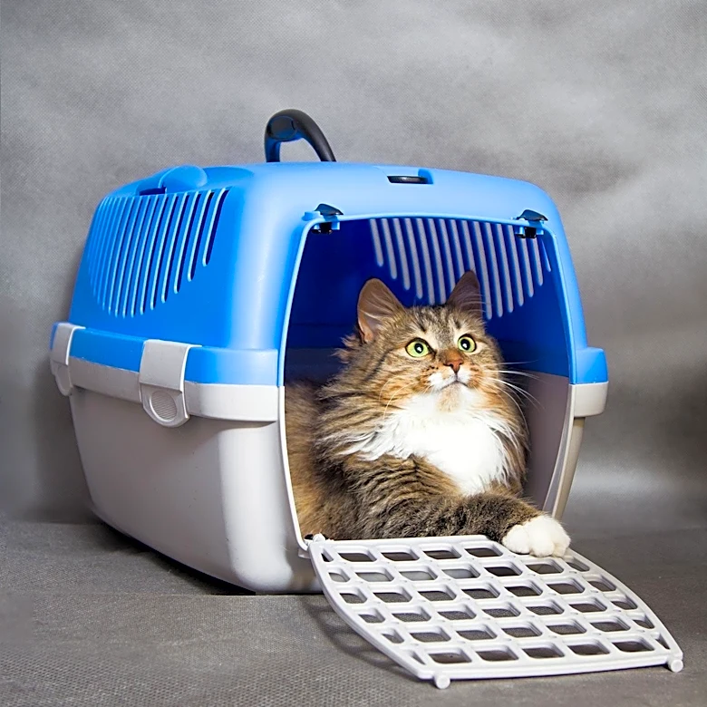 Jaina Spagis' 'Cats of San Bernardino' Mission Saves Thousands of Stray Cats Through Rescue and TNR