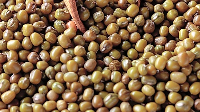 University of Queensland Scientists Discover Mungbean Genetics Significantly Impact Following Wheat Crop Yields