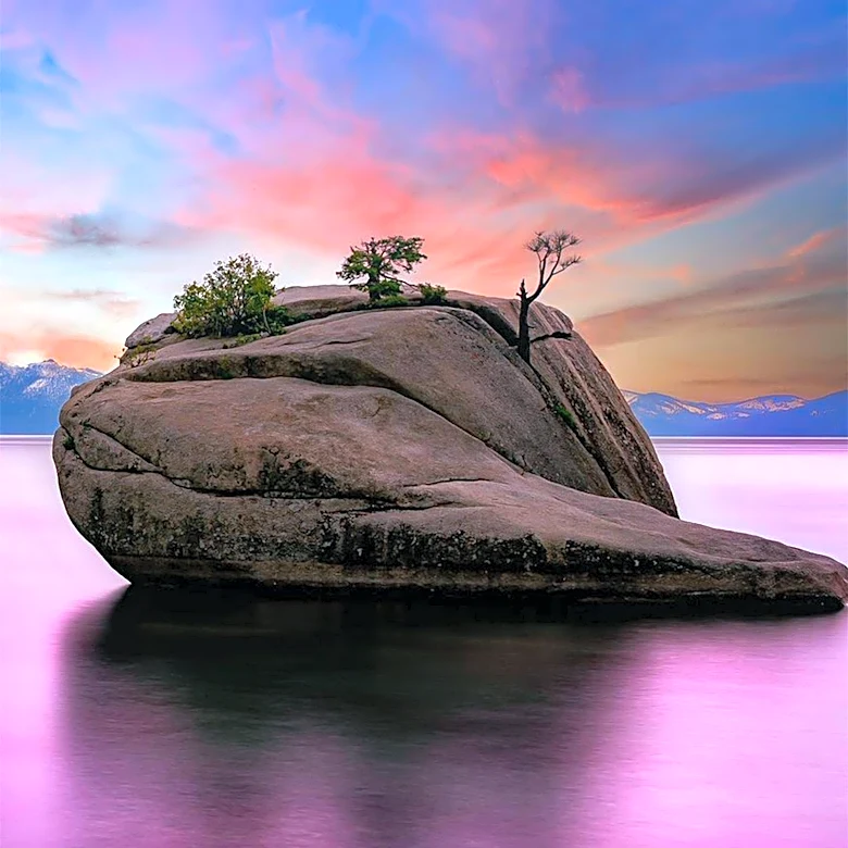 Lake Tahoe Community Offers $147,000 Reward for Information on Tree Poisonings