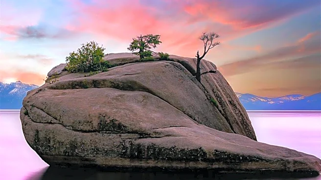 Lake Tahoe Community Offers $147,000 Reward for Information on Tree Poisonings