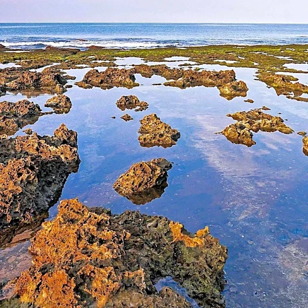 SCCF Marine Lab Documents Rare 'Rust Tide' Algae Bloom Near Sanibel and Captiva Islands