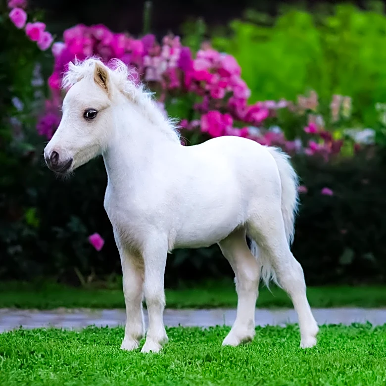 Newton Woman Battles City to Keep Miniature Horse Amid Neighbor Complaints