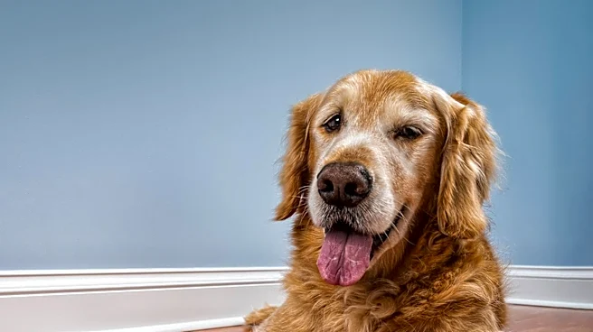 Golden Retriever Attempts to Befriend Intruder During San Diego Home Break-in