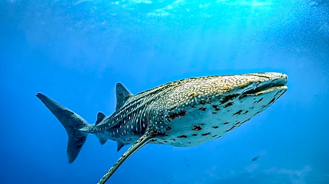Whale Shark Milo Sets World Record for Longest Tracked Shark Migration
