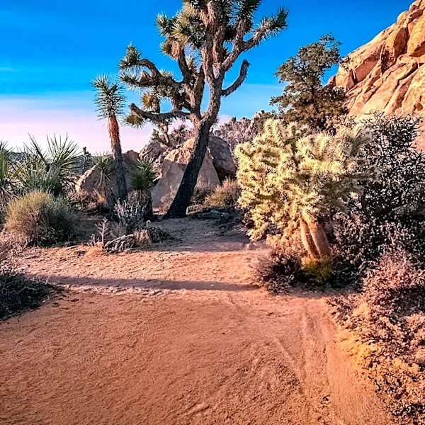 Joshua Tree National Park Preserves Unique Desert Ecosystems and Geological Formations in Southern California