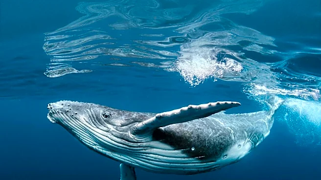 Humpback Whale Sighted 60 Miles Inland in California River