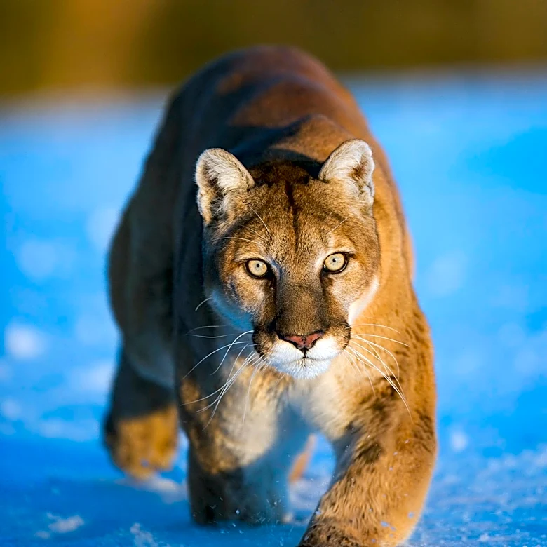 Mountain Lion Captured in San Francisco's Outer Sunset Neighborhood