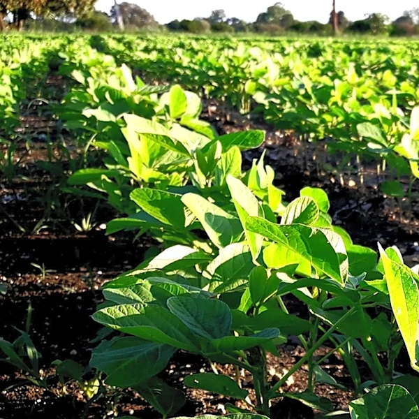 Kentucky State University Partners with Farmers to Research Regenerative Agriculture Practices