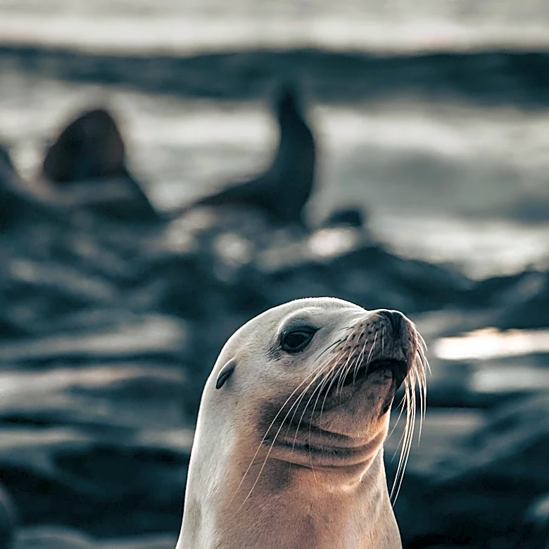 H5N1 Avian Flu Outbreak in Sea Lions Signals Growing Threat to Human Health
