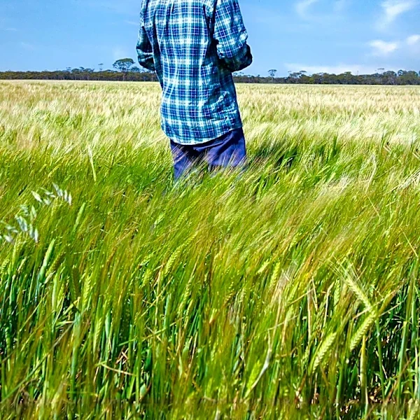 Farmers Explore Perennial Grains as Solution to Extreme Weather and Soil Degradation