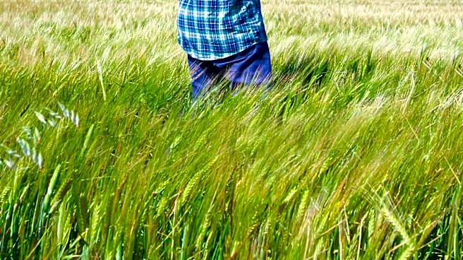 Farmers Explore Perennial Grains as Solution to Extreme Weather and Soil Degradation