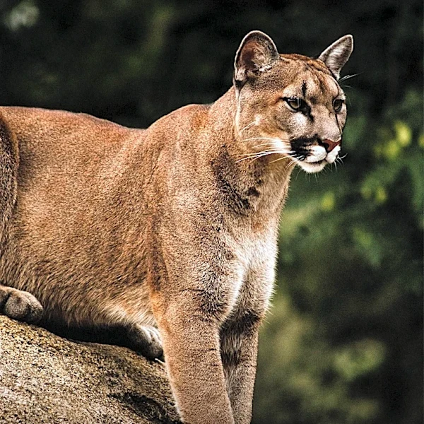 Mountain Lion Relocated to Wild Habitat After Wandering San Francisco Streets