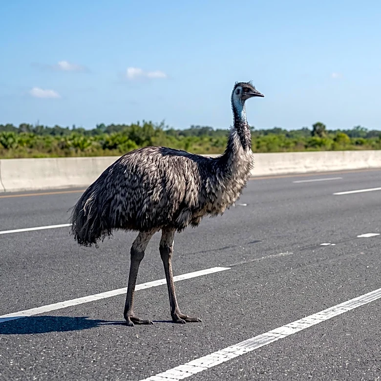 Emu Causes Traffic Disruption on Florida Toll Road, Rescued by Highway Patrol