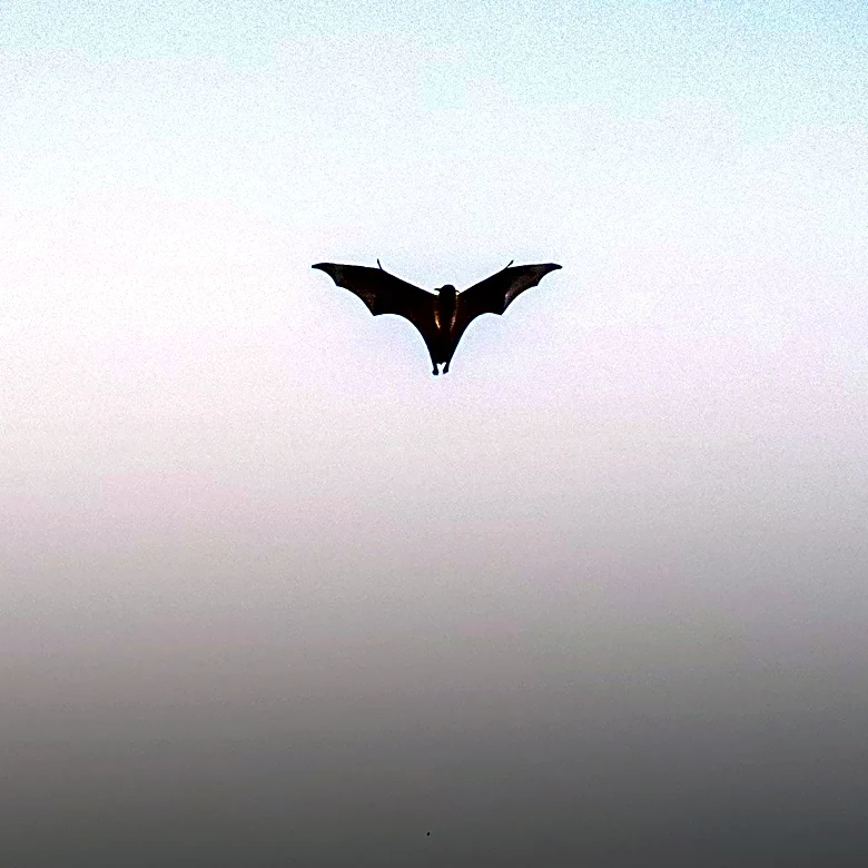 Minnesota Department of Health Seeks Woman Who Handled Rabid Bat in Downtown Minneapolis