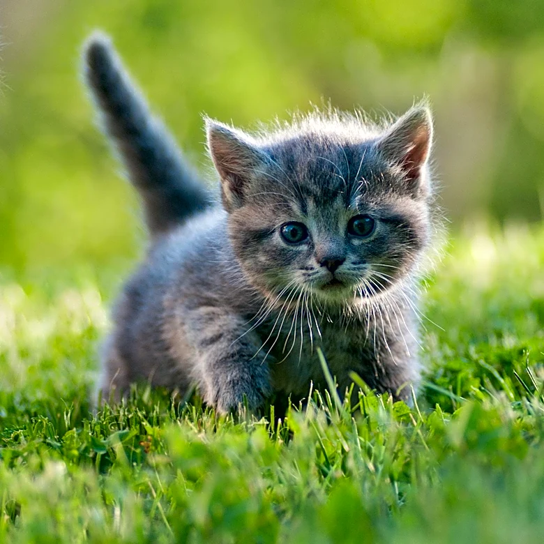 New Jersey Kitten Survives 800-Mile Journey Trapped in Car Bumper to Georgia