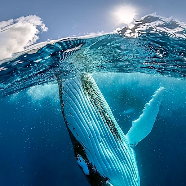 Industrial Krill Fishing Pressures Antarctic Ecosystem and Whale Populations