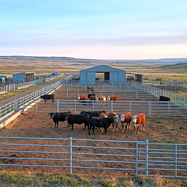 New World Screwworm Outbreak Exposes Global Livestock Biosecurity Vulnerabilities