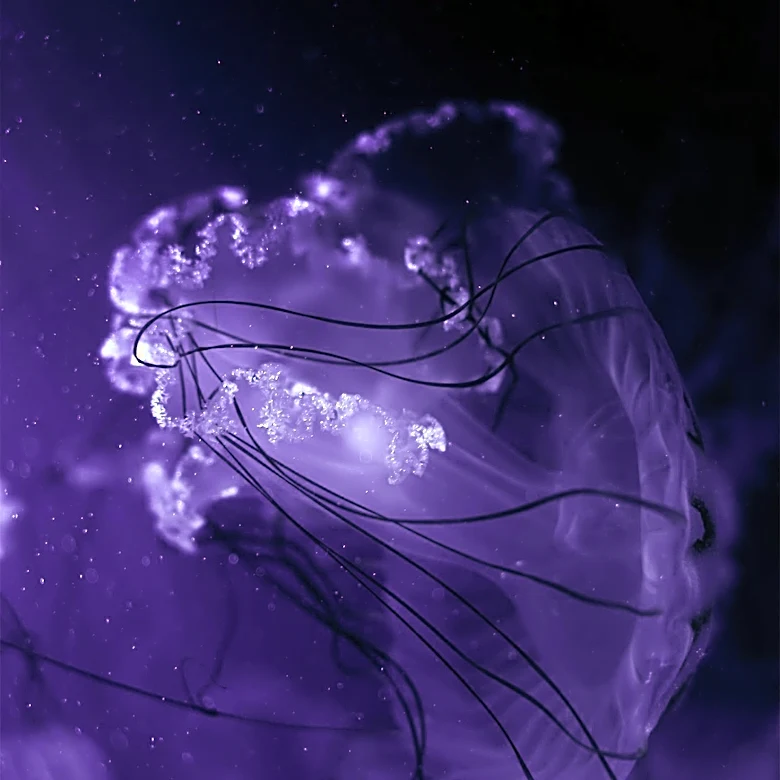 Immortal Jellyfish, Turritopsis Dohrnii, Spreading Globally Through Shipping Lanes
