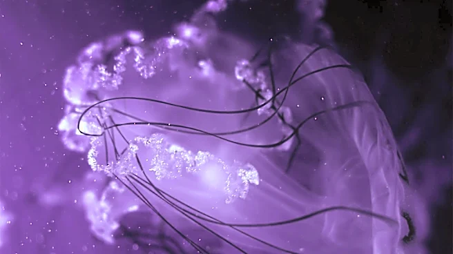 Immortal Jellyfish, Turritopsis Dohrnii, Spreading Globally Through Shipping Lanes