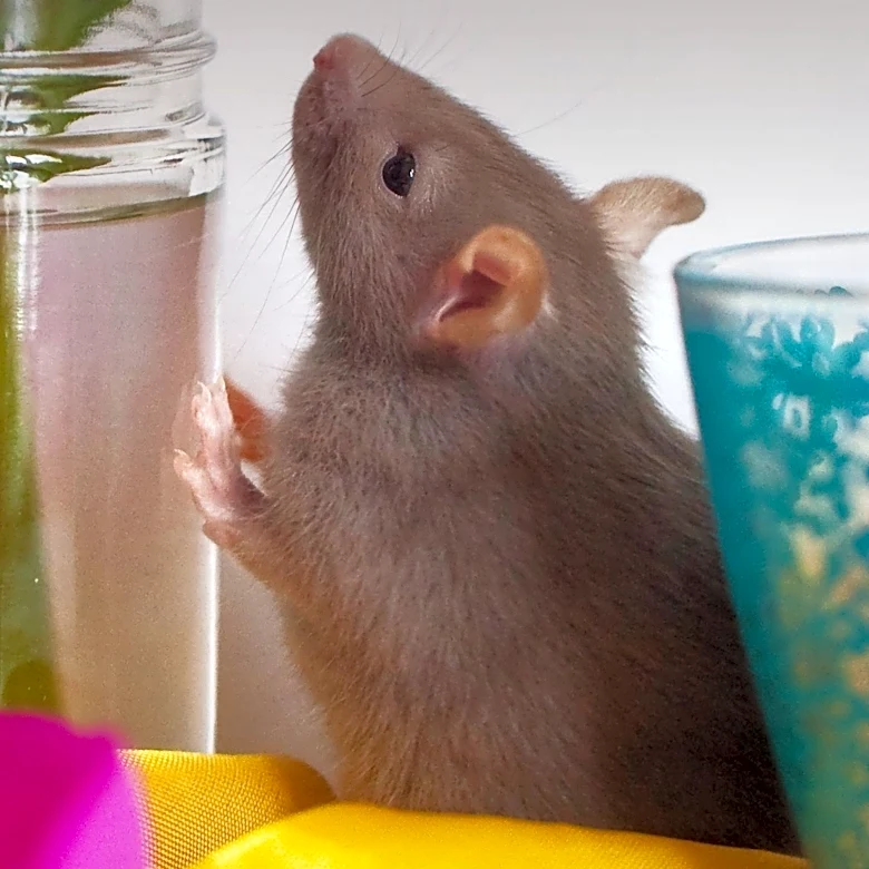 FDA Moves to Reduce Animal Testing Requirements for Drug Approval
