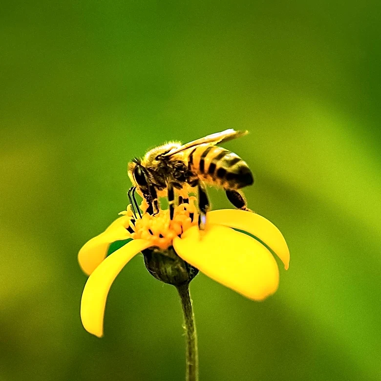 Smyrna Designated as 'Bee City' to Promote Pollinator Conservation