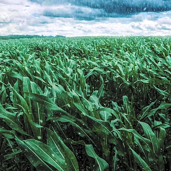 Rain Delays Ohio Harvest Progress, Tar Spot Emerges in Corn Fields