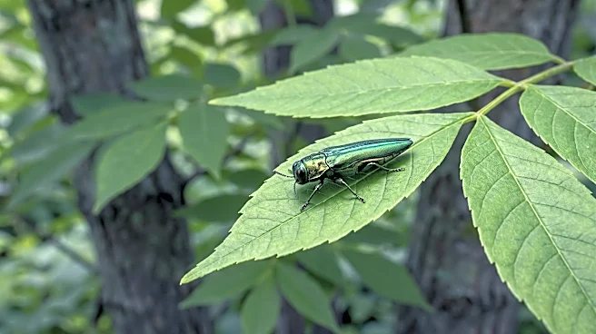 Emerald Ash Borer Discovered in Washington State, Threatening Pacific Northwest Ash Trees