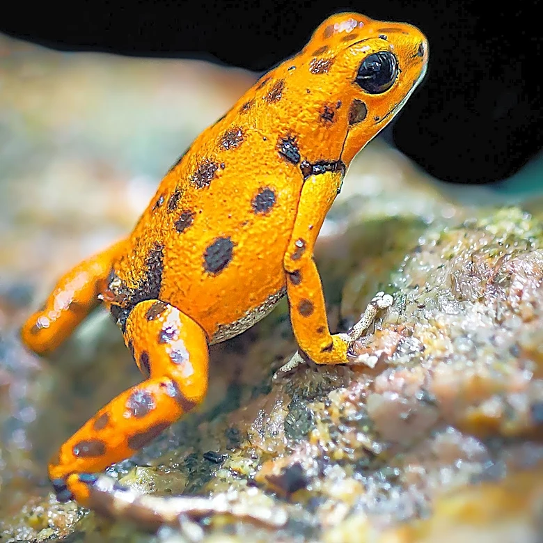Scientists Discover New Frog Species in Amazon's Flooded Forests