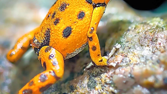 Scientists Discover New Frog Species in Amazon's Flooded Forests
