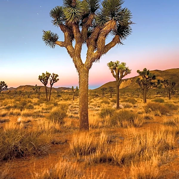Joshua Tree National Park Offers Diverse Desert Experiences and Stargazing Opportunities